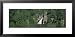 Waterfall in a Forest, Linville Falls, Linville Gorge Wilderness, North Carolina, USA Framed Art Poster Print by Panoramic Images, 31x15