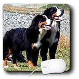 Dogs Bernese Mountain Dog - Bernese Mountain Dog - Mouse Pads