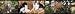 Kittens Wallpaper Border