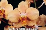Asconopsis Irene Dobkin Elmhurst, HCC/AOS