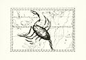 Scorpio Religion & Spirituality Art Poster Print, 9x7