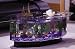 Stretched Octagon Coffee Table Aquarium- 28 Gallon