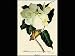 Magnolia #33 by Christoph Jacob Trew - Fine Art Print / Poster - 25.00 x 20.00