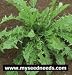 Dandelion Herb - Taraxacum officinale - 100 Seeds + *Free Seeds*
