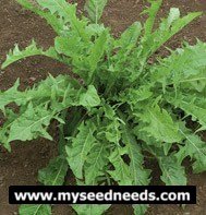 Dandelion Herb - 150 Seeds