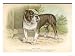 Solid and Powerful Looking Bulldog Animals Giclee Poster Print by A.f. Lydon, 24x18