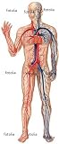 Check Out Wallmonkeys Peel and Stick Wall Graphic 48H x 20W Vascular System 412ZaxOVmUL. SL160 Check Out Wallmonkeys Peel and Stick Wall Graphic 48H x 20W Vascular System