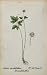 1826 Adoxa Moschatellina Muskroot Botanical Color Print - Hand Colored Lithograph
