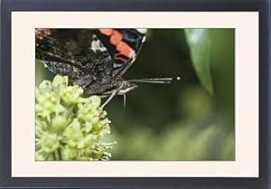 Red Admiral Butterfly Vanessa atalanta feeding on Ivy Norfolk September Framed Prints