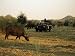 African Buffalo (Cyncerus Caffer), Mala Mala Game Reserve, Sabi Sand Park, South Afri...