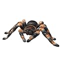 National Geographic™ Radio-Controlled Tarantula