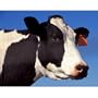 Holstein Cow (Close-Up) Art Poster Print - 13x19