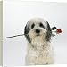 DOG - Polish Lowland Sheepdog with rose in mouth - 20 Inch Canvas Print (51 cm) by Ardea