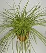 Potted Light Green Mountain Grass