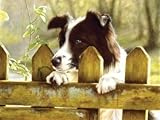 Picture Ravensburger Peeking Pooch - 1000 Piece Puzzle