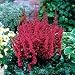 Astilbe - Astible 'Visions in Red'