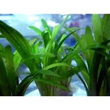水草　ピグミチェーンサジタリア　1巻【生体　名生園がお届けする水草】