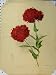 Double Rose Campion Flowers 1897 Red Green Stem Print