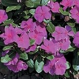 Vinca Seeds - Vinca Cora Violet