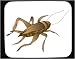 Mouse Pad with male, cricket, syrsa, invertebrate, insect, animal, song, jumping, arthropod, house cricket, chirp