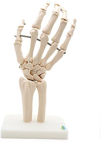 Hand and Wrist Skeleton Model,Kouber Human Anatomical Model,Life-Size,3" x 5" x 10"