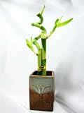 412eQwAKZXL. SL160  Live Spiral 3 Style Lucky Bamboo Plant Arrangement with Ceramic Vase