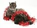 Smoke Exotic Kitten with Brindle English Mastiff Puppy Wrapped with Christmas Tinsel Animals Photographic Poster Print by Jane Burton, 12x9