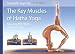 Scientific Keys Volume I: The Key Muscles of Hatha Yoga