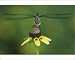 Photographic Prints of Blue Dasher, Pachydiplax from Danita Delimont