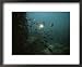 An underwater divers light sends cichlid fish scurrying Animals Framed Art Poster Print by Bill Curtsinger, 22x18