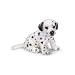Dalmation Puppy Sitting