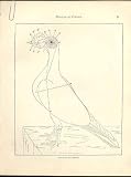 伝書鳩のフルトンハト C1880 の記録ポイント 伝書鳩