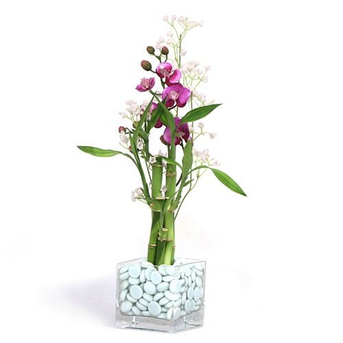 Eastern Leaf Purple Orchid Lucky Bamboo