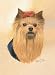 yorkshire_terrier18yorkshire terrier - Yorkshire Terrier Yorkie Playing Cards Art by Robert