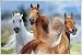 Pferde Poster und Kunststoff-Rahmen - Trio (91 x 61cm) von The Trio - alle Infos