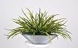 Artificial Olive Green False Aralia in Zinc