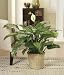 Classic Peace Lily