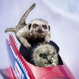 Meerkat Mayhem Bobsleigh Team Card