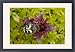 Framed Prints of Bee beetle or bee chafer, feeding on marsh cinquefoil flower (potentilla from Ardea Wildlife Pets