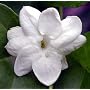 Arabian Tea Jasmine Plant Maid of Orleans