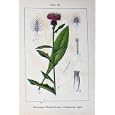 CENTAUREA NIGRA FLOWERS STURMS 1906 PSEUDOPHRYGIA PLANT