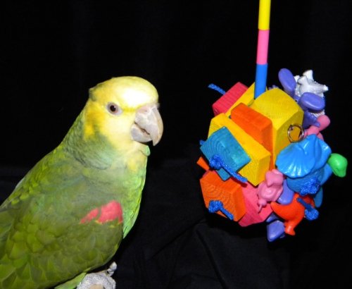 Birdy Cubed African Grey/Amazon Bird Toy (Junior) 