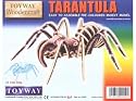 Tarantula 3D Pre Coloured Insect Model