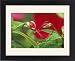 Framed Prints of Begonia Buds in from Danita Delimont