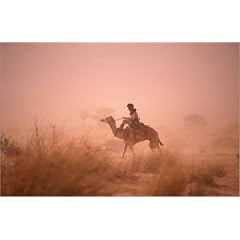 Poster 80 x 50 cm - "Tuareg man on camel in sandstorm in Sahel region near Agadez." von Frans Lemmens / Lonely Planet Images - auch in anderen Gr��en und als Leinwandbild erh�ltlich