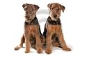 Mousemat Airedale Terrier Puppies