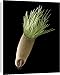 Canvas Prints of Aster seed, SEM from Science Photo Library