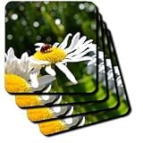 ladybug and daisy - Set Of 4 Ceramic Tile Coasters