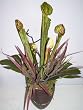16" Pitcher Orchid Arrangement (burgundy)