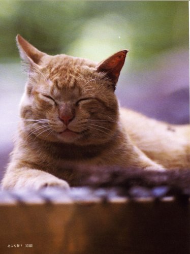 わらいねこ 幸せの招き猫相澤京子